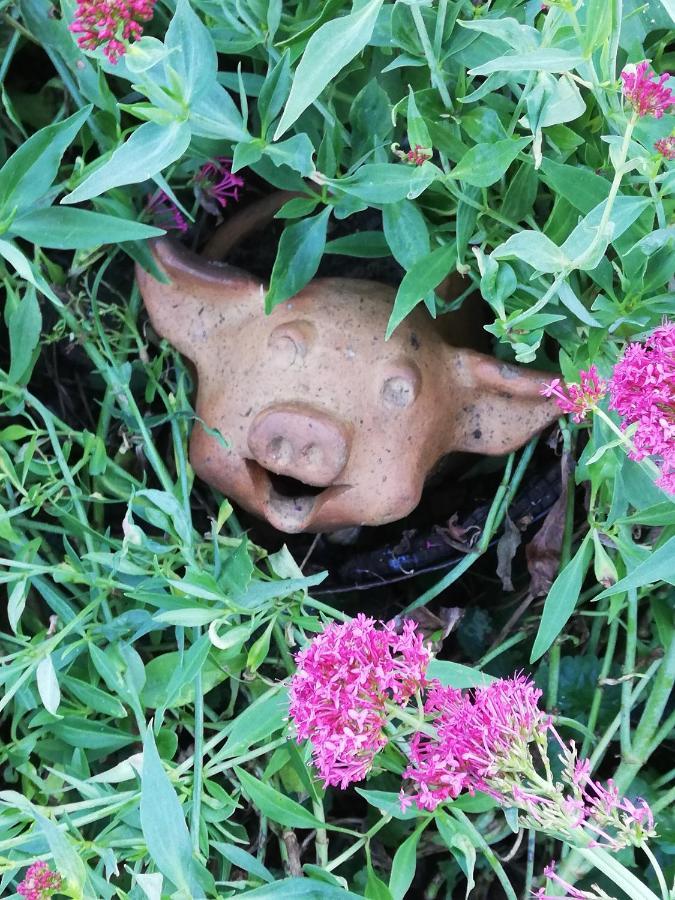 Апартаменти Au Cochon Qui Rit Flines-Les-Mortagne Екстер'єр фото